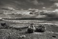 Icy Alaskan Beach Scene