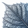 Icy Blue Detailed Leaf Veins Macro on White Background Close Up Royalty Free Stock Photo