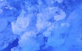 Icy blue marine abstract background. Watercolor ink in water. Cool trending screensaver Royalty Free Stock Photo