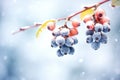 icy blueberries on a branch, snow background