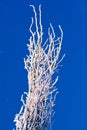 Icy Branches Royalty Free Stock Photo