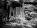 Icy branches above winter creek. Bright reflections in icicles, Royalty Free Stock Photo