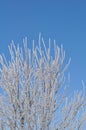 Icy branches reaching for the sky after a winter ice storm. Royalty Free Stock Photo