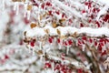 Icy branches with red berries of barberry after freezing rain