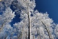 Icy breath of winter