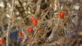 Icy brilliance on red berries and branches Royalty Free Stock Photo