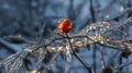 Icy brilliance on red berries and branches Royalty Free Stock Photo