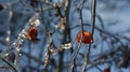 Icy brilliance on red berries and branches Royalty Free Stock Photo