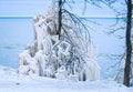 Frozen Landscape Ice Covered Tree at Lake Michigan Royalty Free Stock Photo