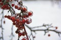 Icy Crab apple Royalty Free Stock Photo