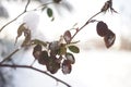 Icy dry rose leaves on a background of a snowy garden Royalty Free Stock Photo