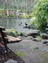 Icy duck pond in winter