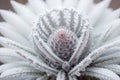 Icy Elegance A Close Up of a Frosted Winter Thistle.AI Generated
