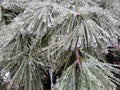 Icy Evergreen Needles in Winter Royalty Free Stock Photo