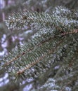 An icy evergreen tree with ice droplets. Winter background with texture. Royalty Free Stock Photo