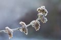 The icy flowers of the winter