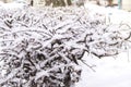 Icy frost and snow on the frozen branches of trees and shrubs, natural winter background Royalty Free Stock Photo