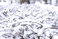 Icy frost and snow on the frozen branches of trees and shrubs, natural winter background Royalty Free Stock Photo