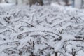 Icy frost and snow on the frozen branches of trees and shrubs, natural winter background Royalty Free Stock Photo