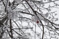 Icy frost and snow on the frozen branches of trees and shrubs, natural winter background Royalty Free Stock Photo