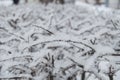 Icy frost and snow on the frozen branches of trees and shrubs, natural winter background Royalty Free Stock Photo