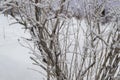 Icy frost and snow on the frozen branches of trees and shrubs, natural winter background Royalty Free Stock Photo