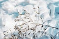 Icy glistening grass in a winter glade. a magical glass winter world.