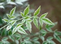 Icy green bush branch Royalty Free Stock Photo