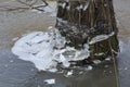 Icy hemlock tree trunk