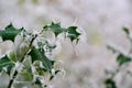 Icy holly leaves