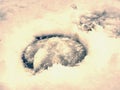 Icy horse footprint in snow, detailed piece