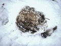 Icy horse footprint in snow, detailed piece