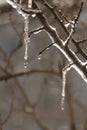 Icicles on the branches of a tree