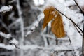 Icy Leaves Royalty Free Stock Photo