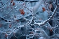 icy leaves clinging to a tree branch after a storm Royalty Free Stock Photo