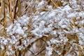 Icy meadow in the winter Royalty Free Stock Photo
