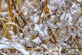 Icy meadow in the winter Royalty Free Stock Photo