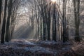 Icy morningsun through the leafs of National Park the Veluwe Royalty Free Stock Photo