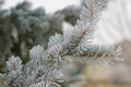 Icy pine bough