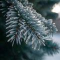 Icy pine branches capture serene winter beauty in close up