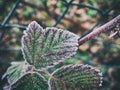 Icy plant leafs in winter Royalty Free Stock Photo