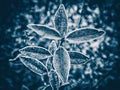 Icy plant toned in blue Royalty Free Stock Photo