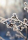 Icy Plant Twig Against Soft Bokeh Background in Winter Sunlight Royalty Free Stock Photo