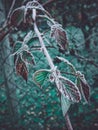 Icy plant in winter Royalty Free Stock Photo
