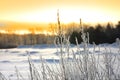 Icy plants Royalty Free Stock Photo