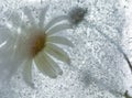 Icy plants Royalty Free Stock Photo