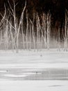 Icy pond frozen over with dead birch trees