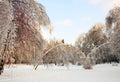 After icy rain Royalty Free Stock Photo