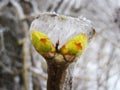 Icy rain wrapped the rosebuds