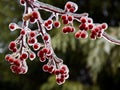 Icy Red Crab Apples Royalty Free Stock Photo